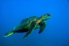 Sea turtle